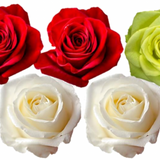 Rose Combo Box - 125 Stems