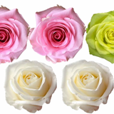 Rose Combo Box - 125 Stems