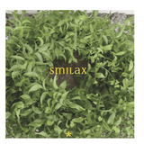 Smilax Vine