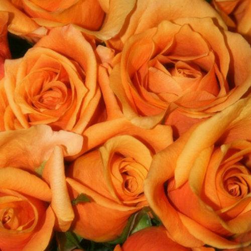 Orange Rose Bouquet