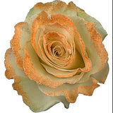 White Roses with Peach Glitter  - Bulk