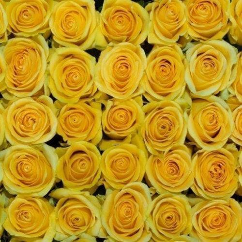 Yellow Rose Bouquet