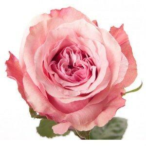 Buy Wholesale Mandala Pink Wholesale Rose in Bulk - FiftyFlowers