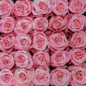 Art Deco Pink Roses Wholesale