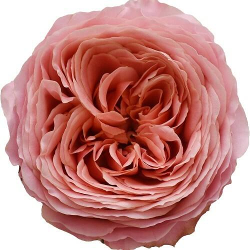 Romantic Antike Garden Rose