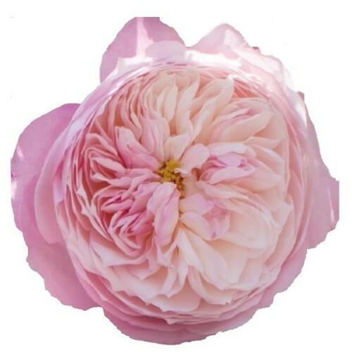 Constance Garden Rose