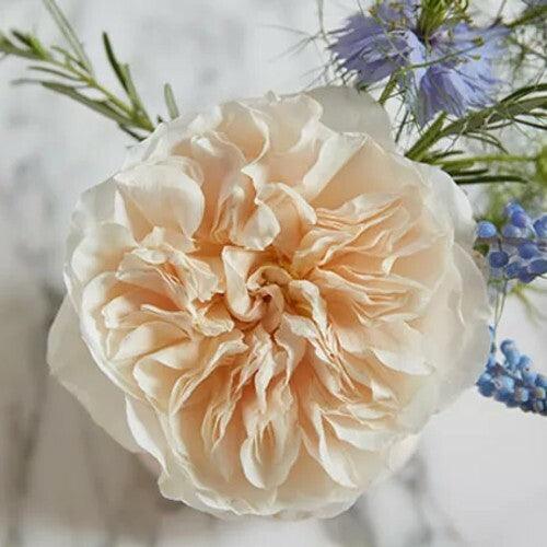 Eugenie Garden Rose