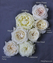 Load image into Gallery viewer, Patience David Austin Cream Garden Roses Wholesale - 48LongStems.com
