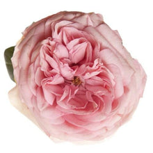 Load image into Gallery viewer, Bridal Piano Garden Roses
