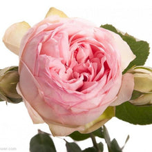 Load image into Gallery viewer, Bridal Piano Garden Rose
