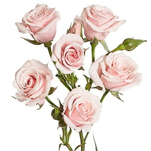 Pink Majolica Light Pink Spray Roses - 40cm