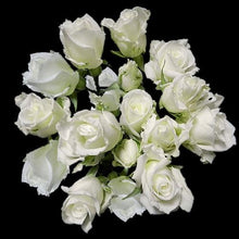 Load image into Gallery viewer, Snowdance White Spray Roses - 40cm - 48LongStems.com
