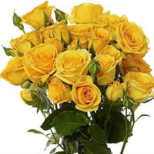 Load image into Gallery viewer, Sun City Yellow Spray Rose - 40cm - 48LongStems.com
