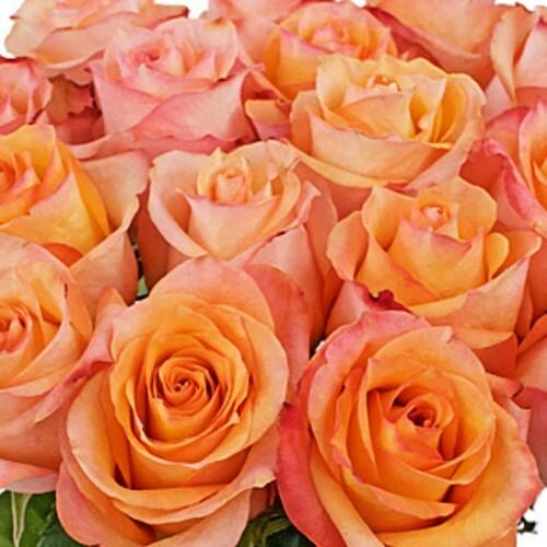 Wholesale Twilight Peach Orange Roses