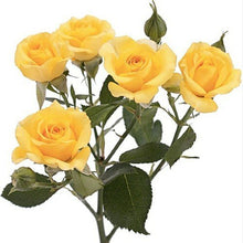 Load image into Gallery viewer, Yellow Babe Yellow Spray Rose - 40cm - 48LongStems.com
